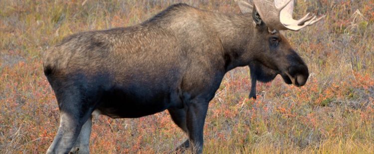 A moose standing in a field