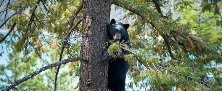 Black bear on a tree branch