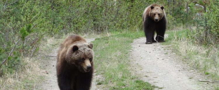 Grizzly bears on a trail